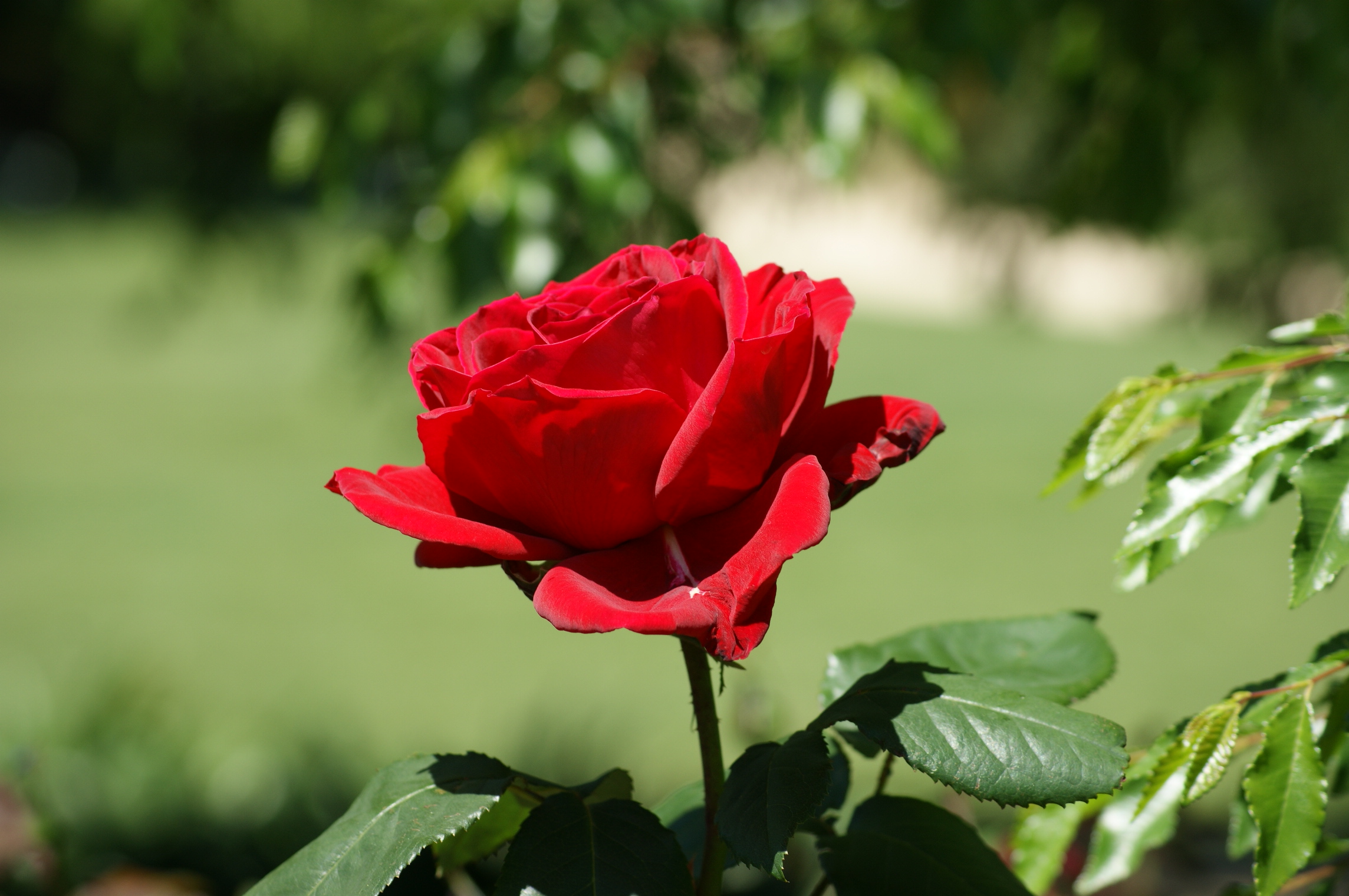 Natural Red Rose Image
