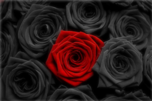 Black Rose Background, Black Rose Hd, #1364