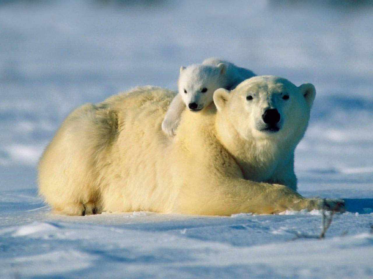 Polar Bear Image, Animal Polar Bear, #2535