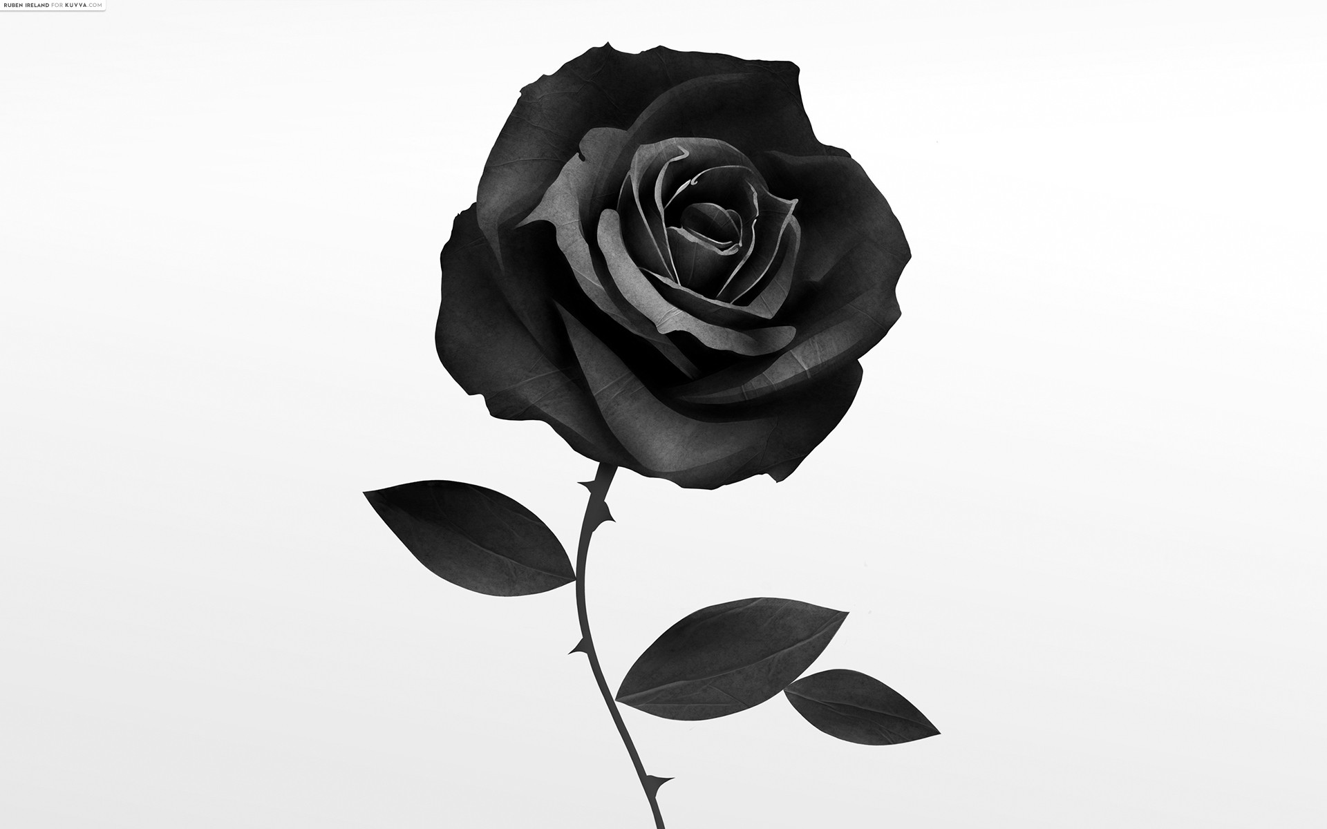 Single Black Rose Flower