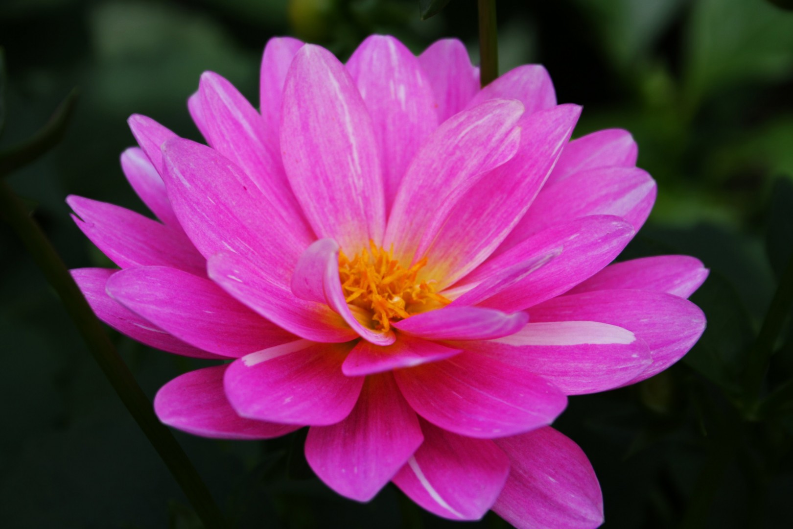 Nice Pink Flower Image, Nature Photography, #3040