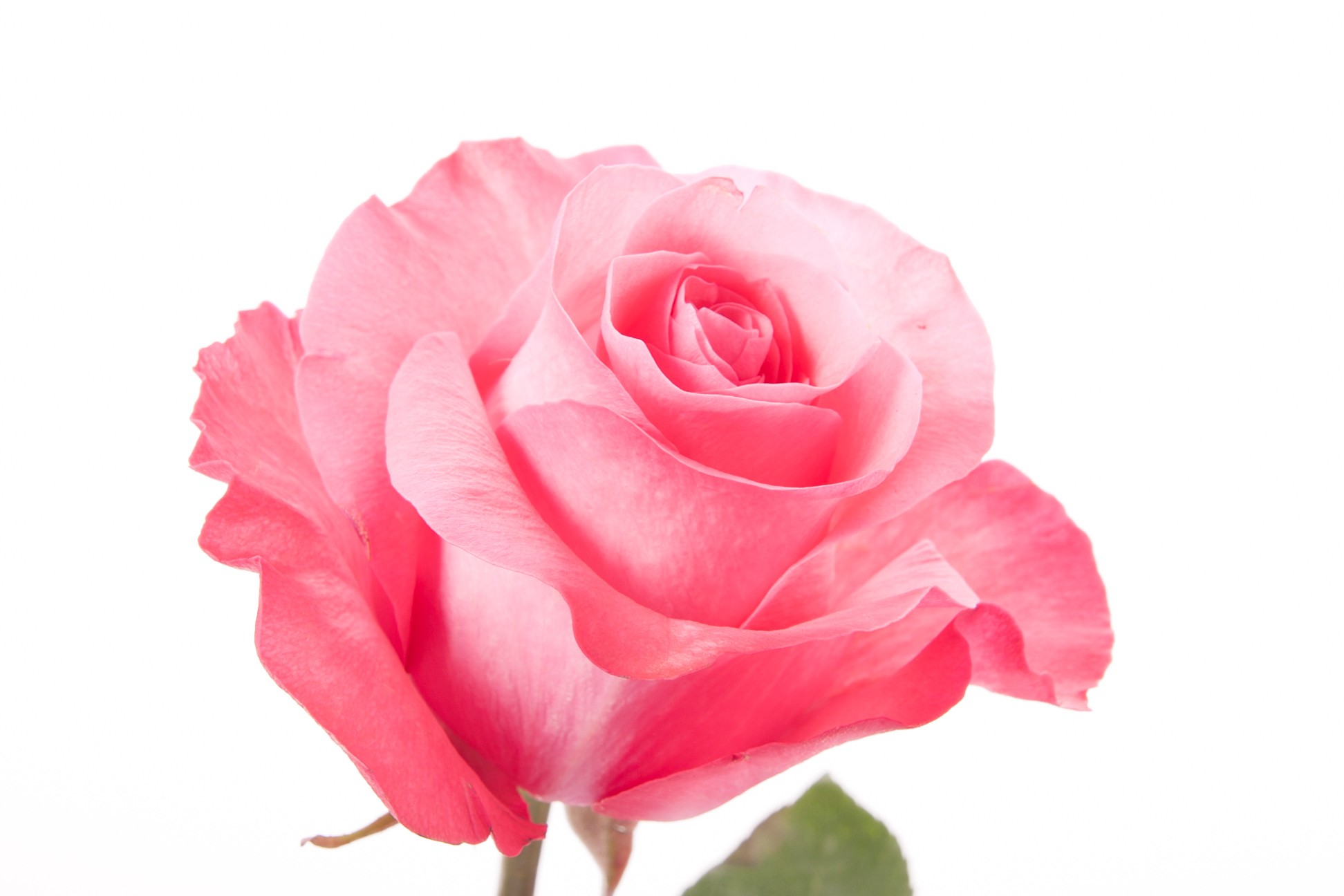 Pink Rose Picture Hd, Natural Pink Rose, #2793