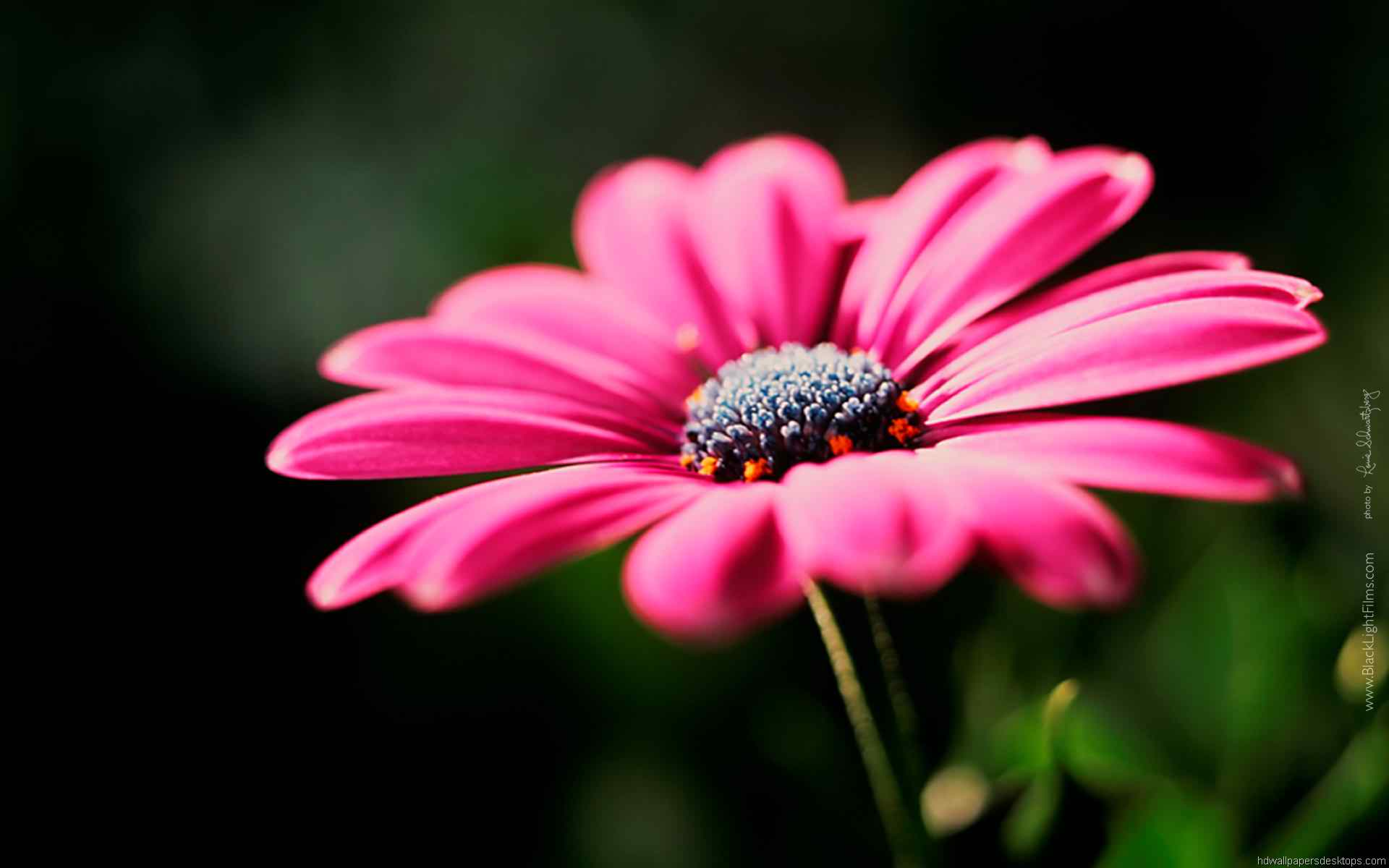 Free HD Flower Picture, Pink HD Flower, #2642