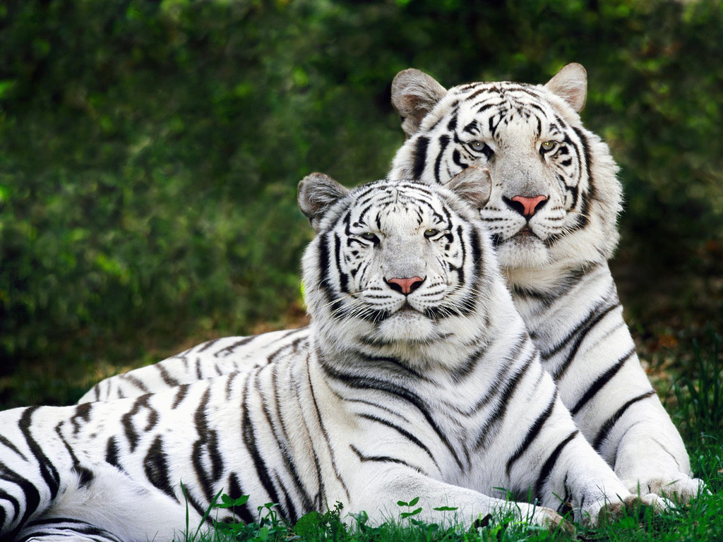 Nice White Tiger