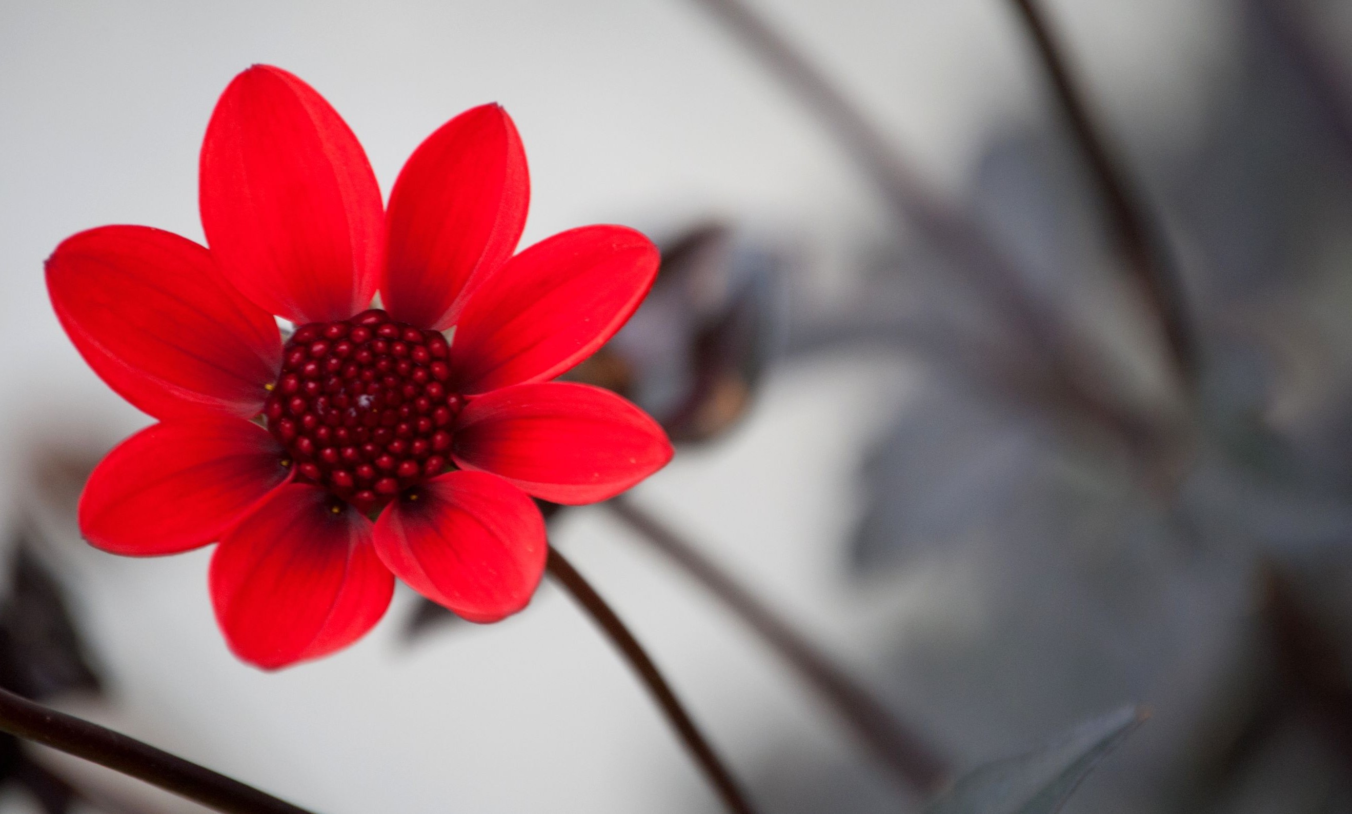 Red Flower, Beautiful Red Flower, #9912