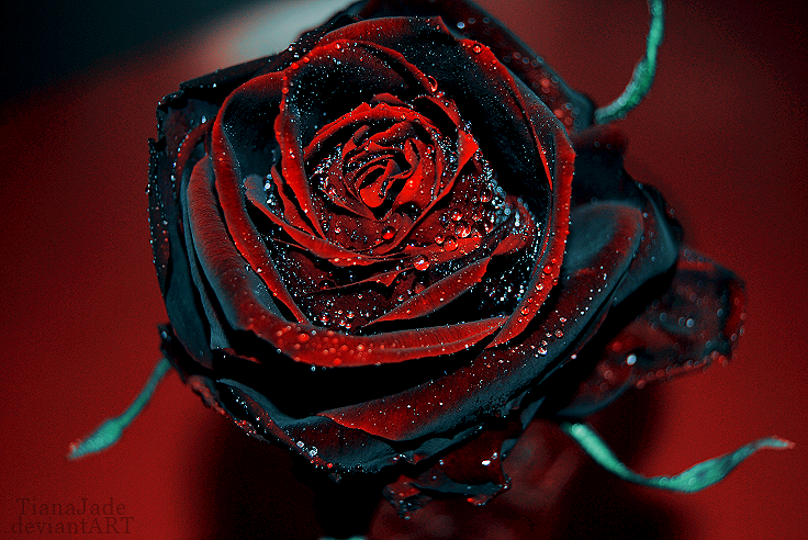 Free Black Rose Backgrounds, Red And Black Rose, #10599