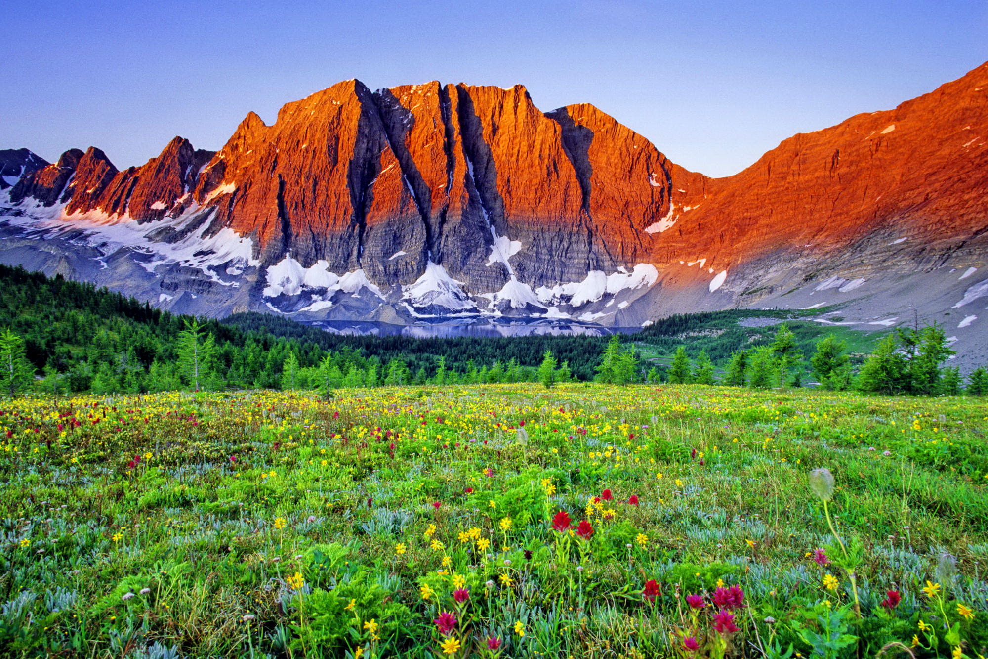 Natural-Mountain-Meadow.jpg