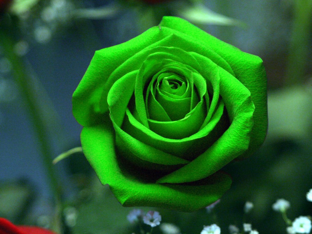 Awesome Green Rose HD, Beautiful Green Rose HD, #11745