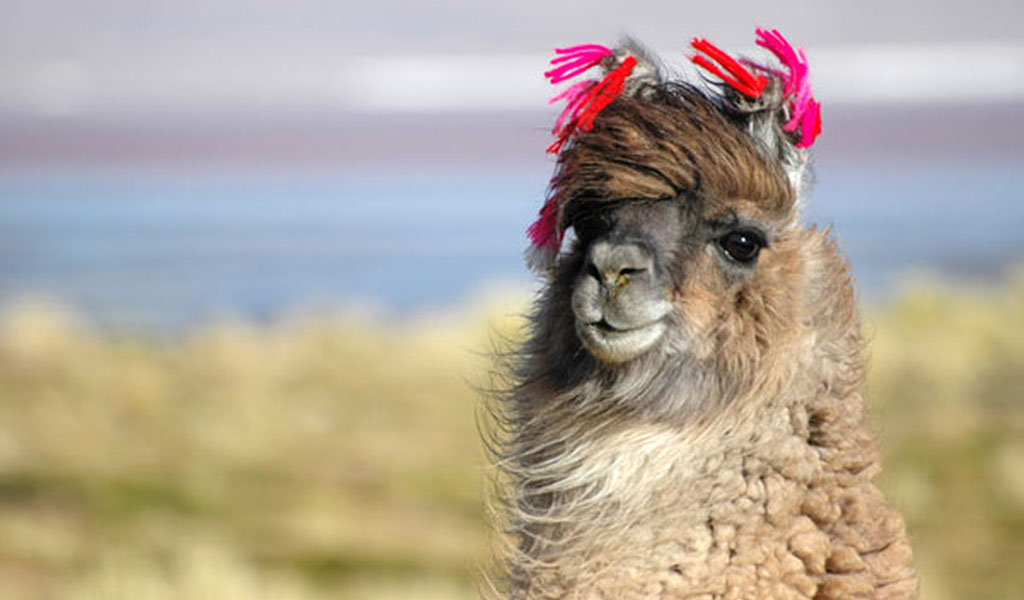 Wonderful Llama Photo Funny Llama Wallpaper 12189