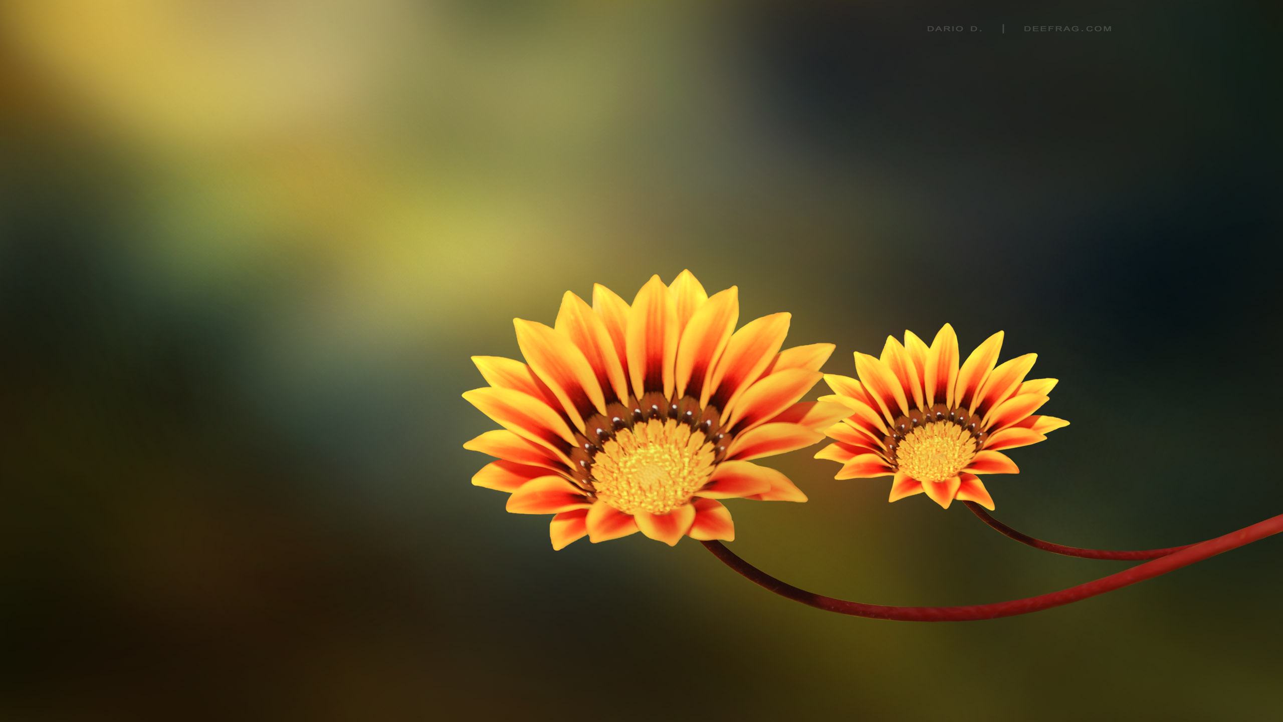 Flower Backgrounds, Widescreen HD Flower, #11904