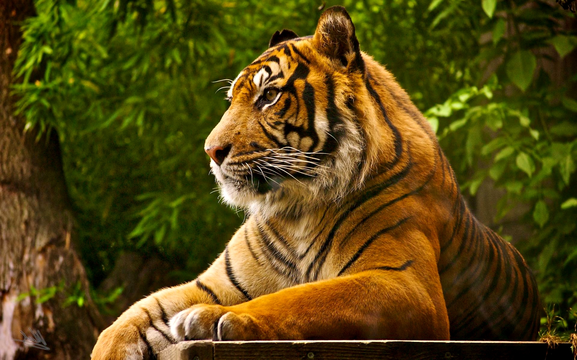 Natural Bengal Tiger Backgrounds, Royal Bengal Tiger Wallpaper, #12501