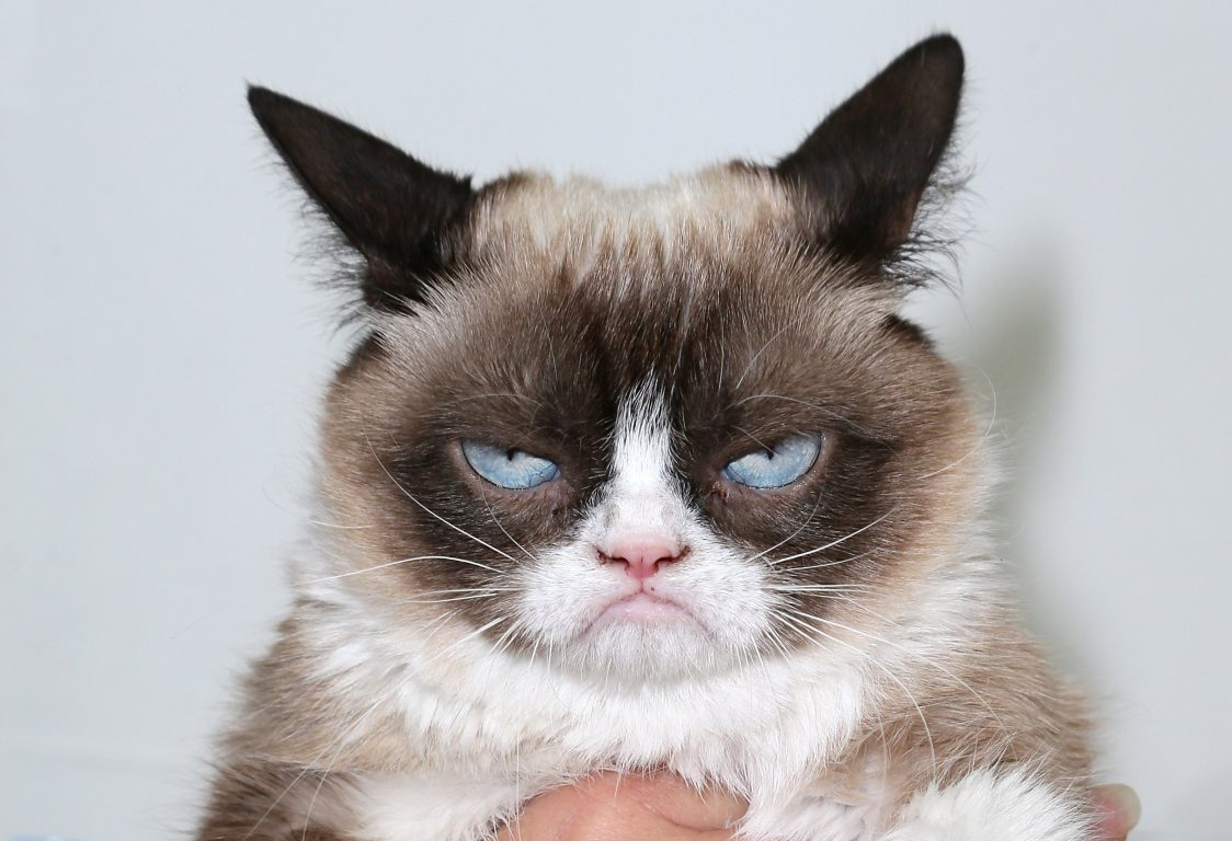 Grumpy Cat Wallpapers, HD Grumpy Cat, #13106