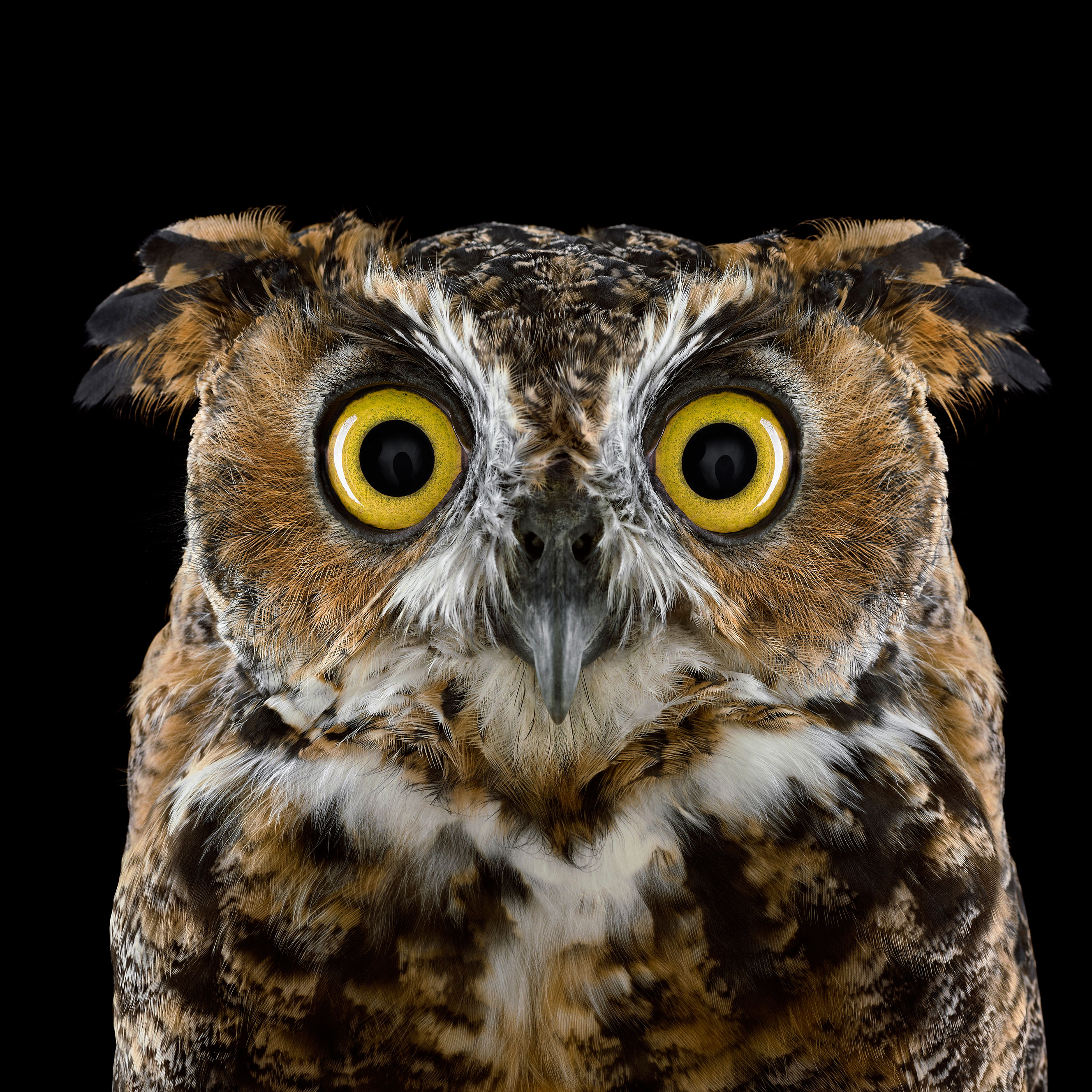 Awesome Owl Image, Super Owl Photo, #13391