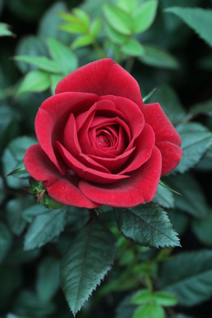 Red Rose, Awesome Red Rose, #14307