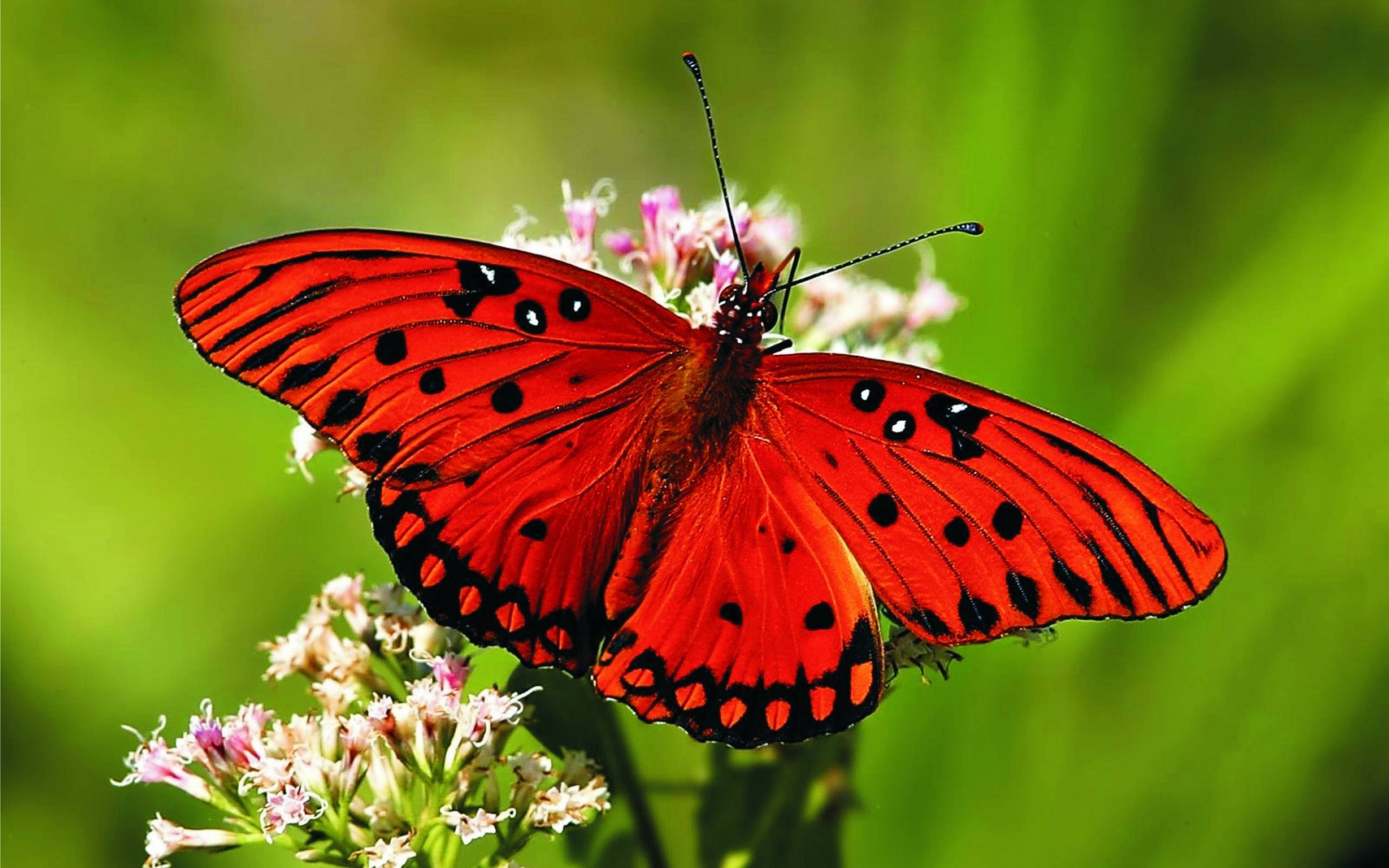 Butterfly, Beautiful Butterfly, #14365