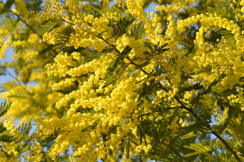 Mimosa Flower Backgrounds, Yellow Mimosa Flower, #14548