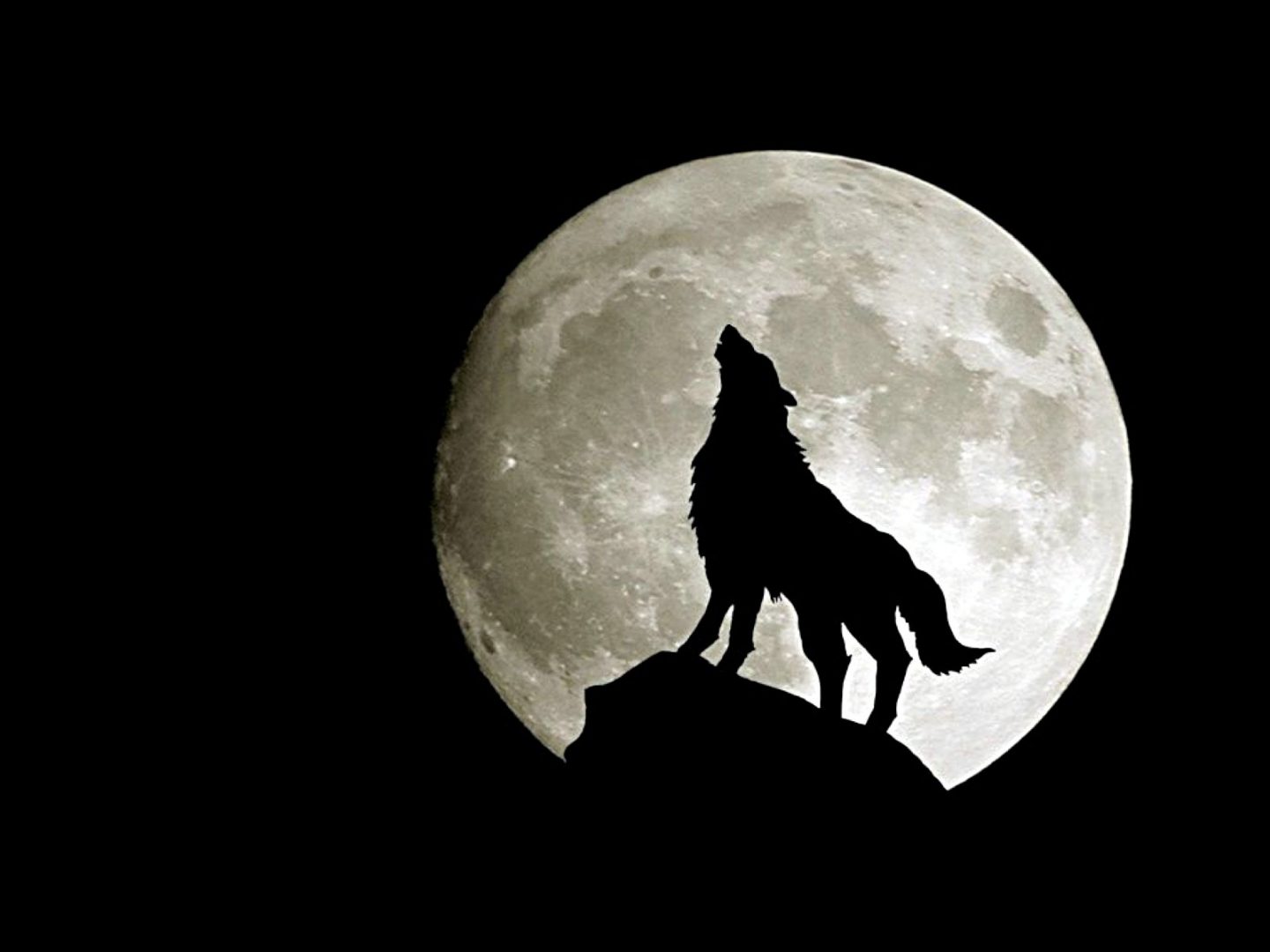 Wolf Wallpaper, Amazing Wolf Wallpaper, #14605