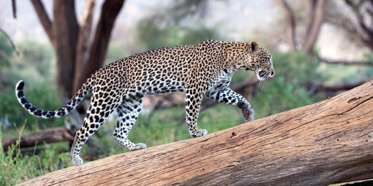 Leopard Image, Best Leopard, #18378