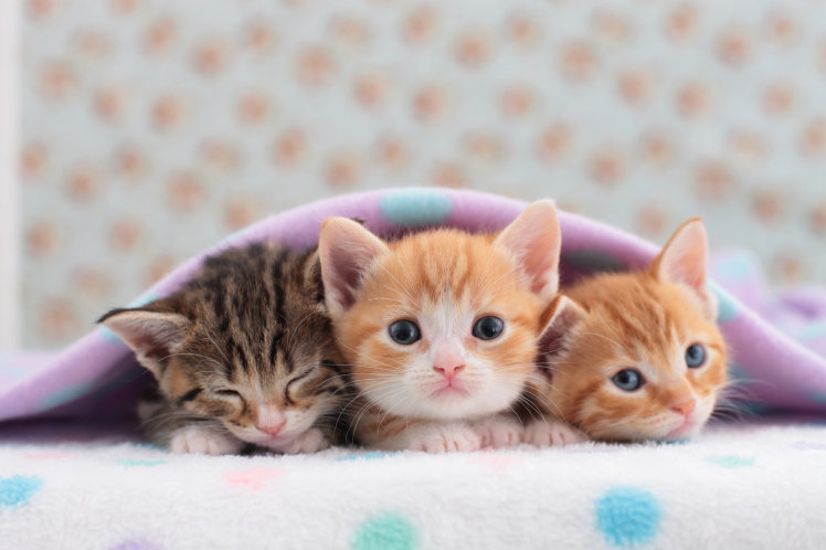 Cute Kitten, Munchkin pets, #18746