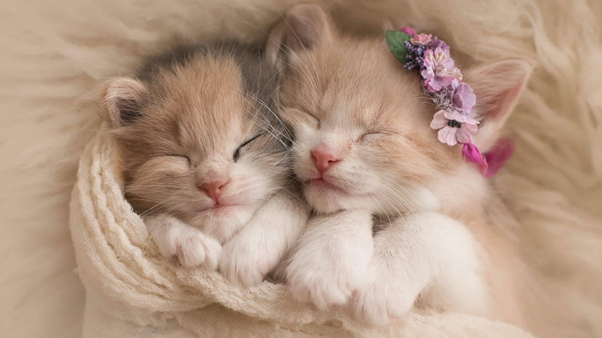 Cute Kitten Wallpapers, Free Cute