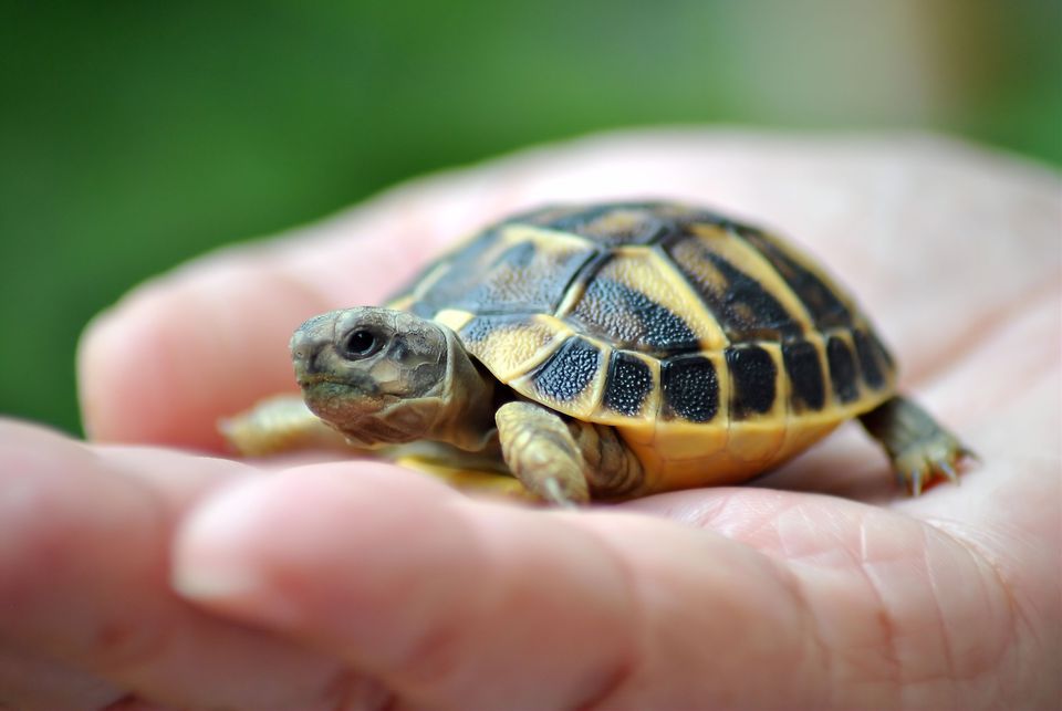 Turtle Picture, Top Turtle, #18649