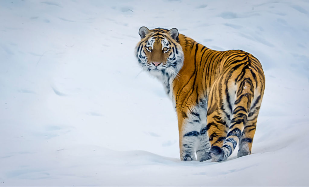 1. Siberian Tiger Tattoo Designs - wide 5