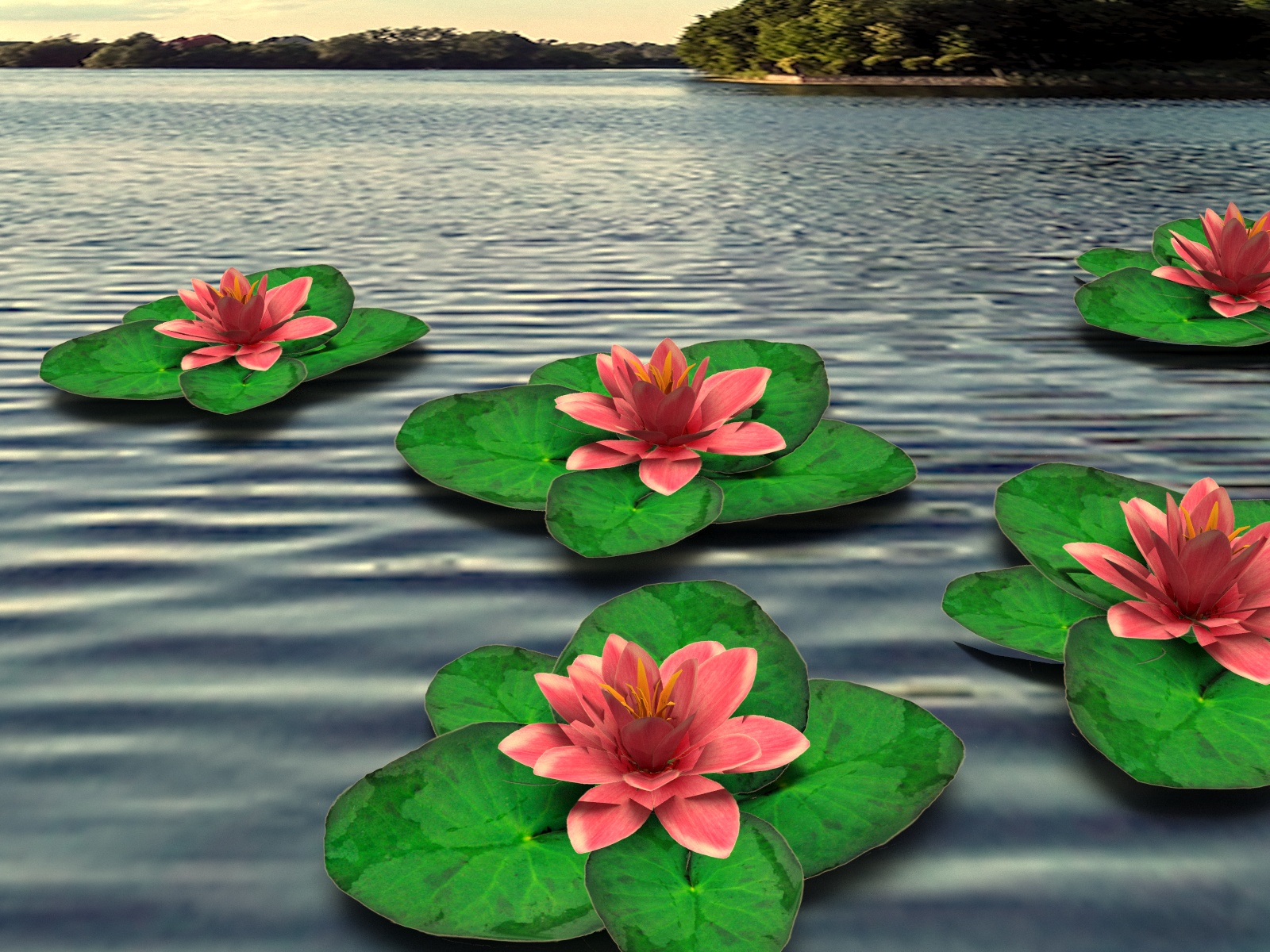 What Name Means Water Lily