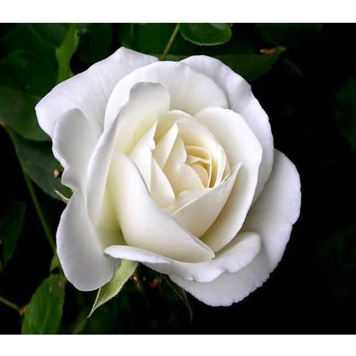 White Rose Background, Top White Rose, #29023