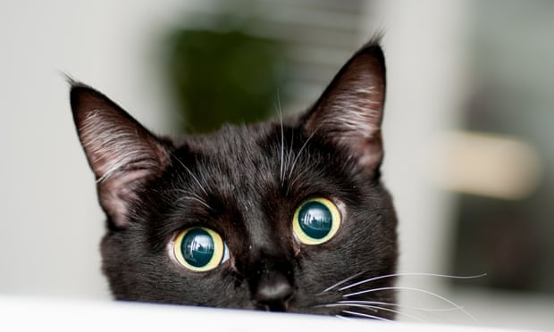 Black Cat Image, Cute Eyes Black Cat, #32039