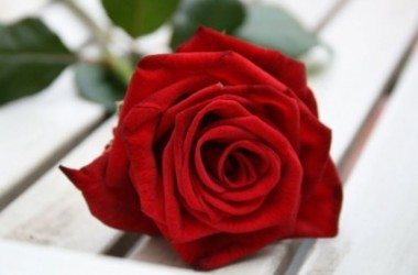 Hd Red Rose