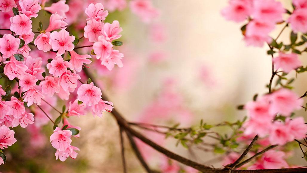 Pink Flower Spring Wallpaper