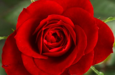 Small Red Rose