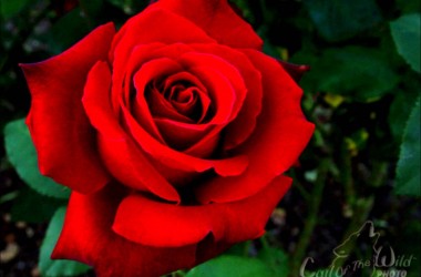 Wonderful Red Rose