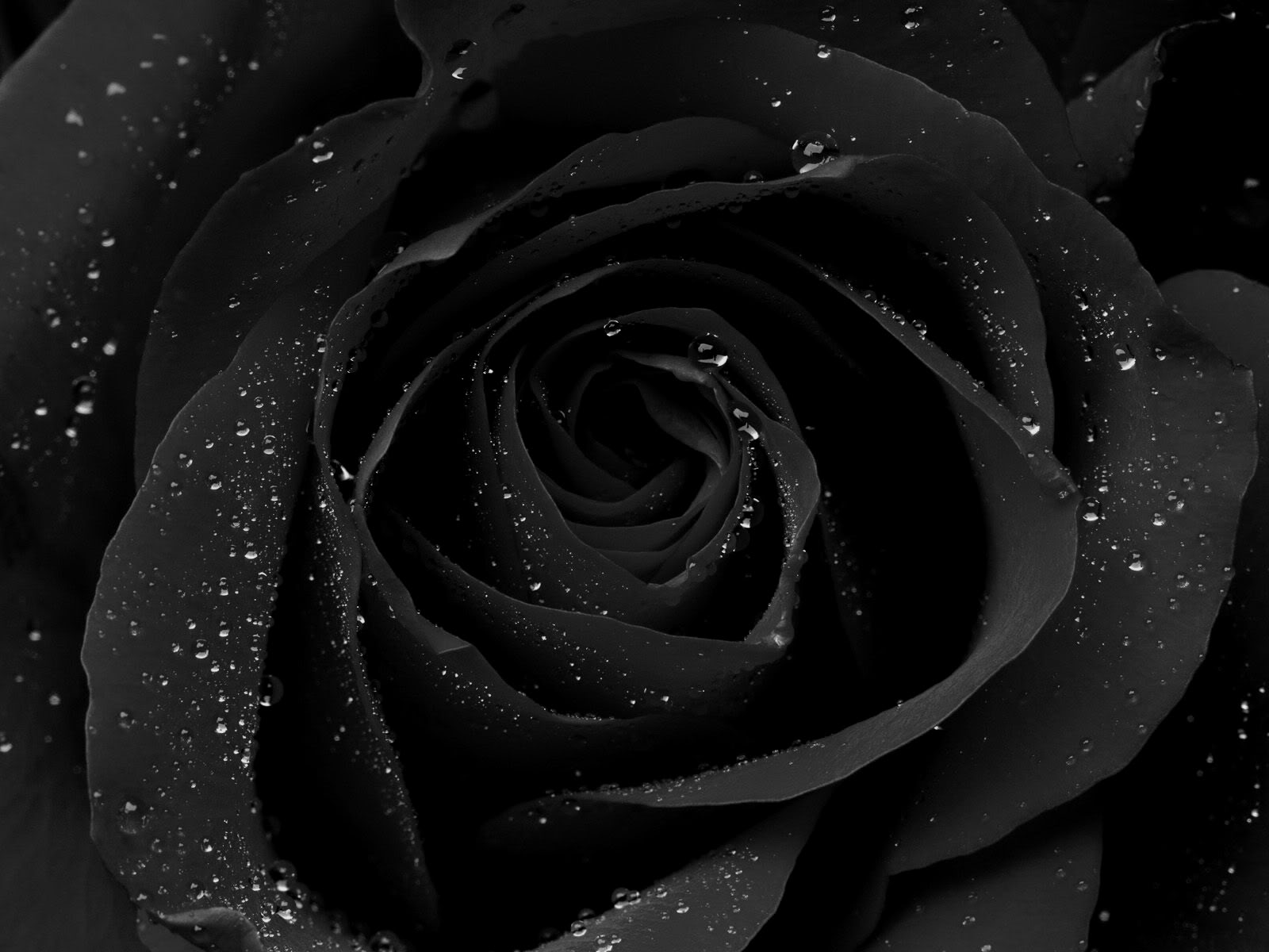 Awesome Black Rose