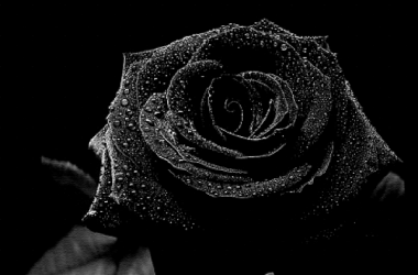 Cool Black Rose