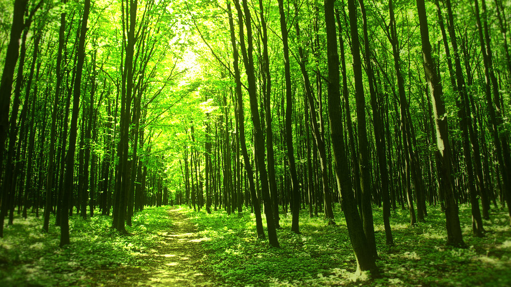 Cool Green Forest