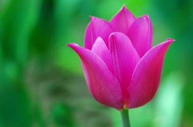 Flower Tulip