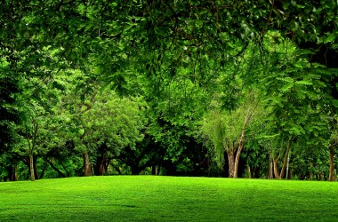 Hd Green Forest