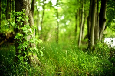 Landscape Green Forest
