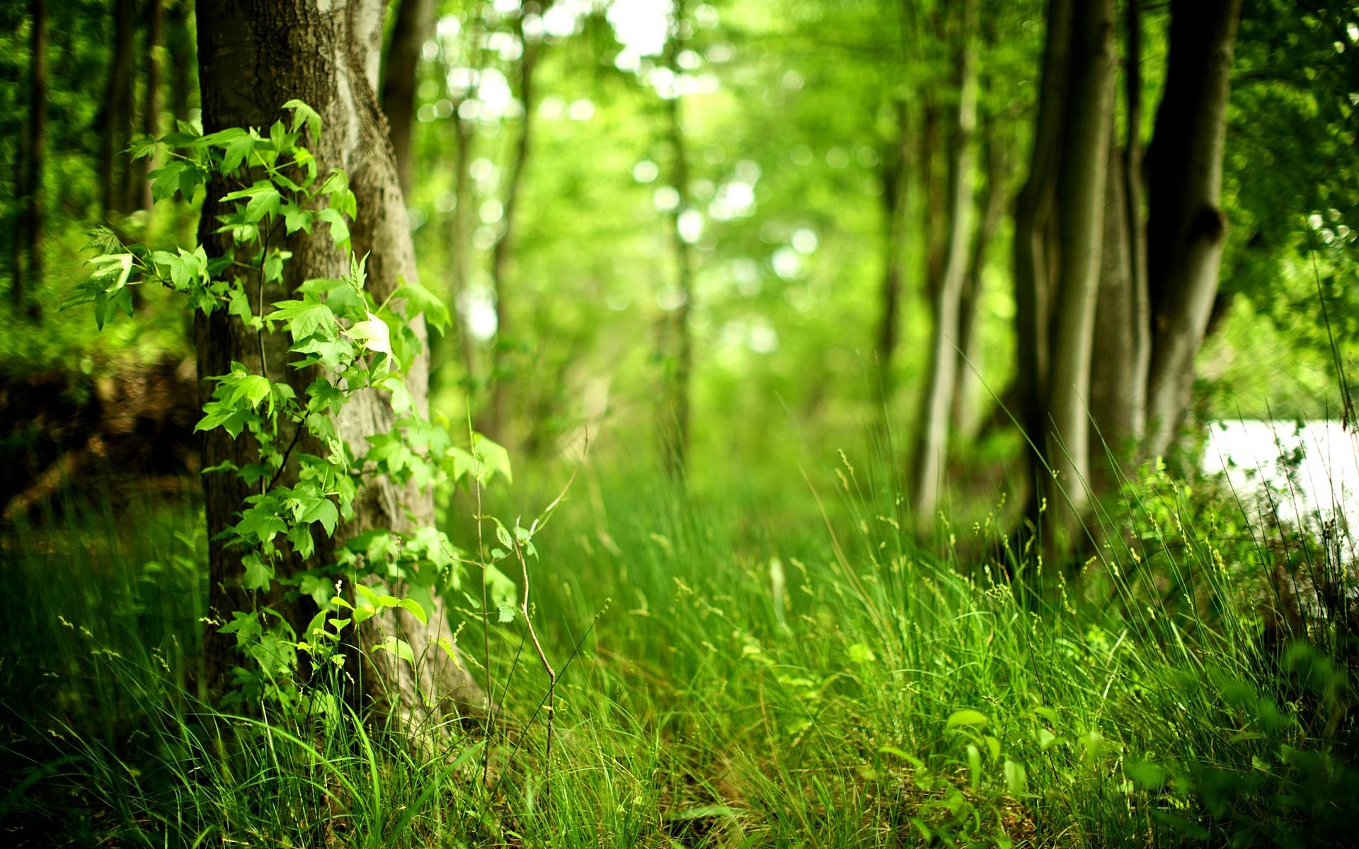 Landscape Green Forest