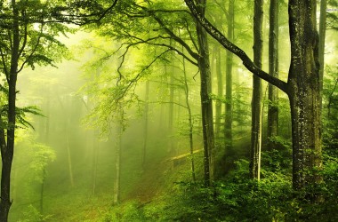 Nice Green Forest
