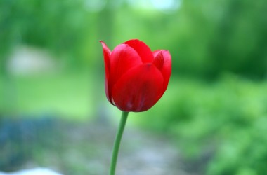 Red Tulip Image