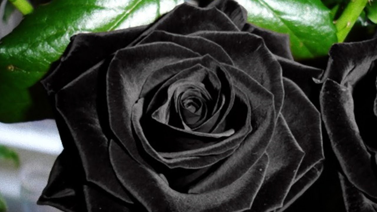 Top Black Rose