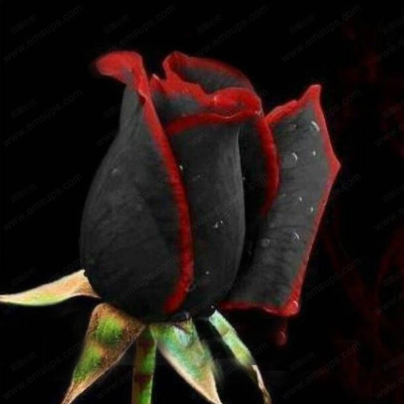 Widescreen Black Rose