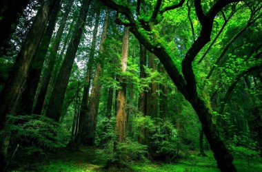 Widescreen Green Forest