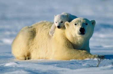 Animal Polar Bear