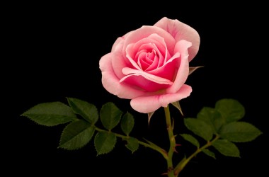 Awesome Pink Rose