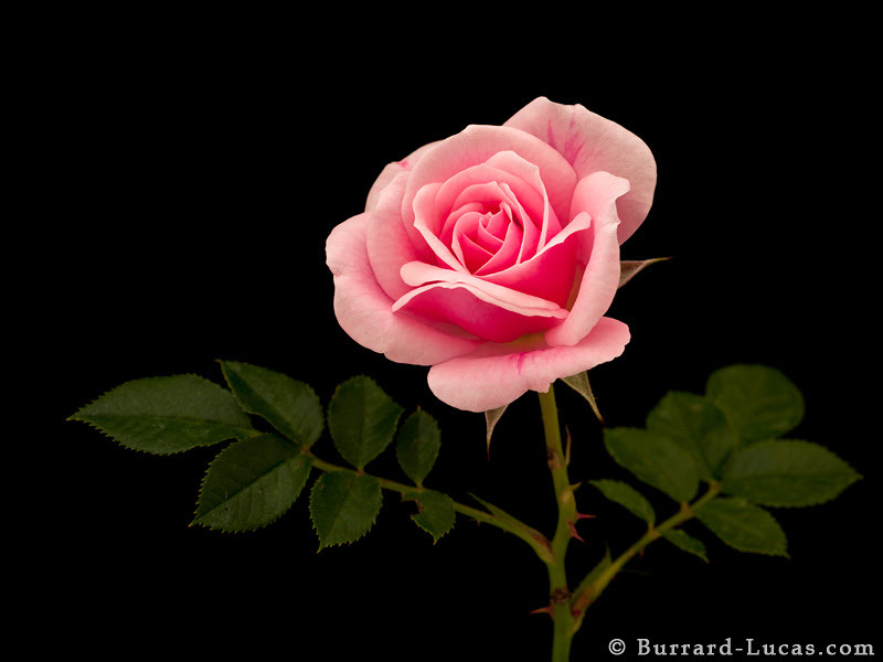 Awesome Pink Rose