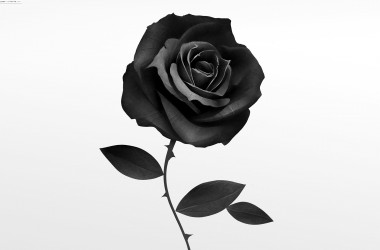 Best Black Rose