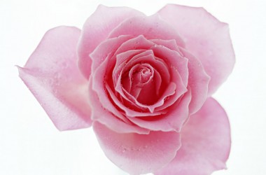 Cool Pink Rose